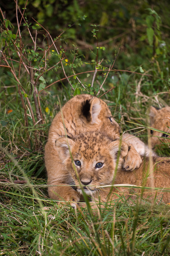 mara